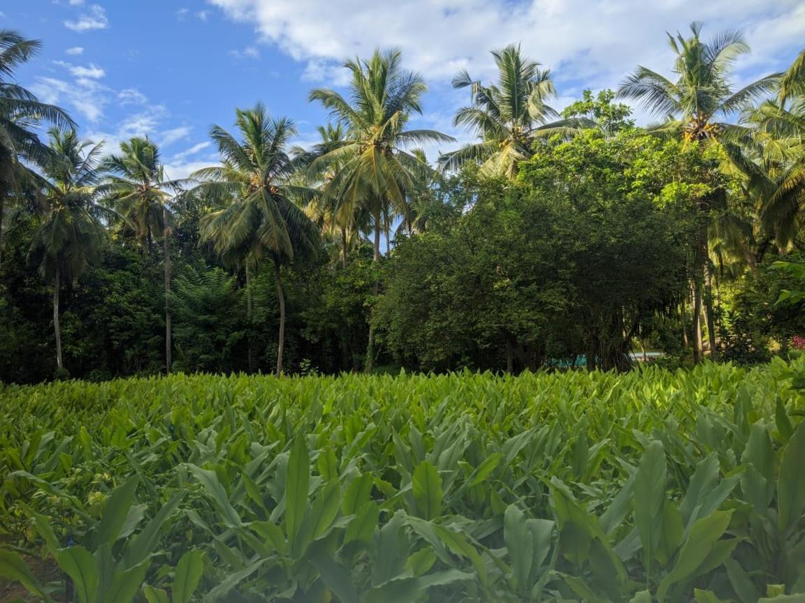 Soba Lanka Holiday Resort Melsiripura エクステリア 写真