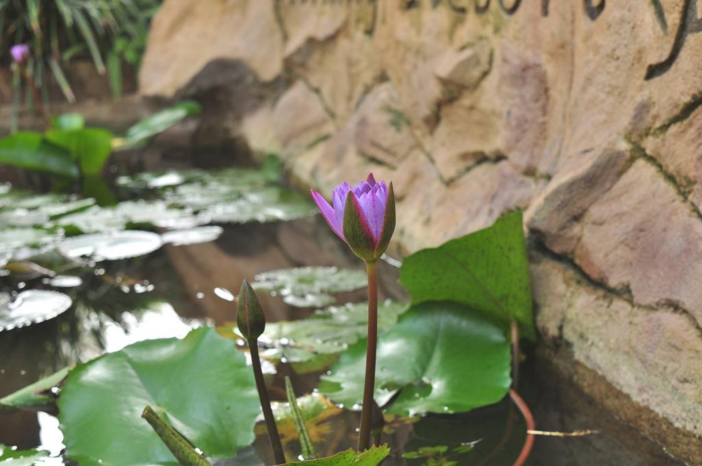 Soba Lanka Holiday Resort Melsiripura エクステリア 写真