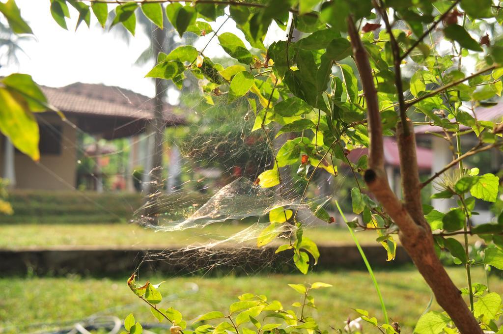 Soba Lanka Holiday Resort Melsiripura エクステリア 写真
